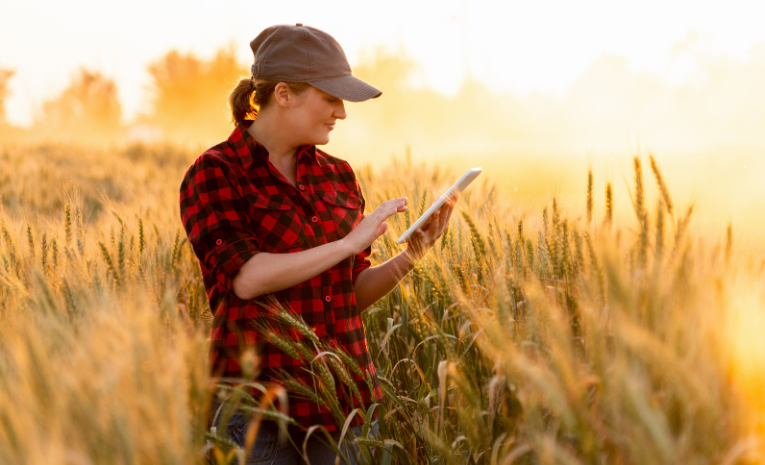 Agricultora utilizando una tableta para gestionar operaciones en un campo de trigo al atardecer